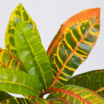 GloboStar® MIXED CROTON 78235 Τεχνητό Φυτό Κρότωνας Μιξ - Μπουκέτο Διακοσμητικών Φυτών - Κλαδιών με Φύλλωμα Πράσινο - Πορτοκαλί - Κίτρινο Υ35cm - Image 2