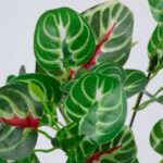 GloboStar® IRESINE PLANT 78237 Τεχνητό Φυτό Αιμόφυλλο - Μπουκέτο Διακοσμητικών Φυτών - Κλαδιών με Φύλλωμα Πράσινο - Κόκκινο Υ35cm - Image 2