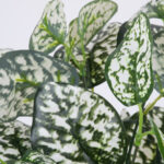 GloboStar® POLKA DOT PLANT 78259 Τεχνητό Φυτό Πόλκα - Μπουκέτο Διακοσμητικών Φυτών - Κλαδιών με Φύλλωμα Πράσινο - Λευκό Υ33cm - Image 2