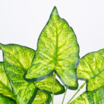GloboStar® ELEPHANT EARS 78273 Τεχνητό Φυτό Κολοκάσια - Μπουκέτο Διακοσμητικών Φυτών - Κλαδιών με Φύλλωμα Πράσινο - Κίτρινο Υ40cm - Image 2