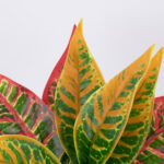 GloboStar® RED AGLAONEMA 78275 Τεχνητό Φυτό Αγλαόνημα Κοκκ. - Μπουκέτο Διακοσμητικών Φυτών - Κλαδιών με Φύλλωμα Πράσινο - Πορτοκαλί - Κόκκινο Υ27cm - Image 2