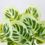 GloboStar® WHITE PEPEROMIA 78276 Τεχνητό Φυτό Πεπερόμια Λευκή - Μπουκέτο Διακοσμητικών Φυτών - Κλαδιών με Φύλλωμα Πράσινο - Λευκό Υ33cm - Image 2