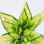 GloboStar® GOLDEN POTHOS 78278 Τεχνητό Φυτό Χρυσός Πόθος - Μπουκέτο Διακοσμητικών Φυτών - Κλαδιών με Φύλλωμα Πράσινο - Κίτρινο Υ26cm - Image 2