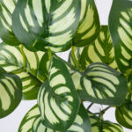 GloboStar® GREEN PEPEROMIA 78286 Τεχνητό Φυτό Πεπερόμια Πράσινη - Μπουκέτο Διακοσμητικών Φυτών - Κλαδιών με Φύλλωμα Πράσινο - Λευκό Υ33cm - Image 2