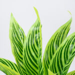 GloboStar® PEACOCK PLANT L.GREEN 78287 Τεχνητό Φυτό Καλαθέα Α.Πρ. - Μπουκέτο Διακοσμητικών Φυτών - Κλαδιών με Φύλλωμα Πράσινο Υ30cm - Image 2