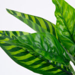 GloboStar® PEACOCK PLANT D.GREEN 78288 Τεχνητό Φυτό Καλαθέα Σ.Πρ. - Μπουκέτο Διακοσμητικών Φυτών - Κλαδιών με Φύλλωμα Πράσινο Υ28cm - Image 2