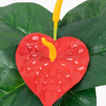 GloboStar® FLAMINGO FLOWER 78293 Τεχνητό Φυτό Ανθούριο - Μπουκέτο Διακοσμητικών Φυτών - Κλαδιών με Φύλλωμα Πράσινο - Πορτοκαλί - Κόκκινο Υ26cm - Image 2