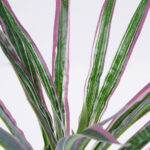 GloboStar® DRACAENA PURPLE 78294 Τεχνητό Φυτό Δράκαινα Μωβ - Μπουκέτο Διακοσμητικών Φυτών - Κλαδιών με Φύλλωμα Πράσινο - Μωβ Υ45cm - Image 2