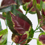 GloboStar® AMARANTHUS TRICOLOR 78296 Τεχνητό Φυτό Αμάραντος Τρίχρωμος - Μπουκέτο Διακοσμητικών Φυτών - Κλαδιών με Φύλλωμα Πράσινο - Κόκκινο - Κίτρινο Υ34cm - Image 2