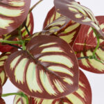 GloboStar® RED PEPEROMIA 78297 Τεχνητό Φυτό Πεπερόμια Κοκκ. - Μπουκέτο Διακοσμητικών Φυτών - Κλαδιών με Φύλλωμα Κόκκινο - Λευκό Υ30cm - Image 2