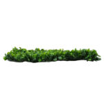 GloboStar® 78425 Artificial - Συνθετικό Τεχνητό Διακοσμητικό Πάνελ Φυλλωσιάς - Κάθετος Κήπος Πεπερομία - Πράσινο Μ60 x Υ40 x Π8cm - Image 3