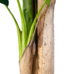 GloboStar® Artificial Garden BANANA TREE 20018 - Τεχνητό Διακοσμητικό Φυτό Μπανανιά - Μπανανόδεντρο Υ240cm - Image 4