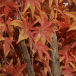 GloboStar® Artificial Garden MAPLE TREE 20162 Τεχνητό Διακοσμητικό Δέντρο Σφένδαμος Υ340cm - Image 3