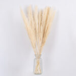 GLOBOSTAR® PAMPASGRASS 36507 Αποξηραμένο Διακοσμητικό Μπουκέτο Γρασίδι της Πάμπας - Μπεζ - Μ20 x Π20 x Υ80cm - Πακέτο 10 Τεμαχίων - Image 3