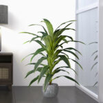 GloboStar® Artificial Garden BRAZILIAN IRON 20020 - Τεχνητό Διακοσμητικό Φυτό Αρωματική Δράκαινα Υ140cm - Image 5