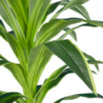 GloboStar® Artificial Garden BRAZILIAN IRON 20020 - Τεχνητό Διακοσμητικό Φυτό Αρωματική Δράκαινα Υ140cm - Image 3