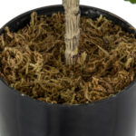 GloboStar® Artificial Garden FIG TREE 20380 Τεχνητό Διακοσμητικό Φυτό Συκιά Υ50cm - Image 5